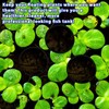 Lnngub 5 Pcs Fish Feeding Ring,Aquarium Floating Plant Rings Aquarium