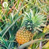InnoNature Bromelain Capsules | Natural from Pineapple Extract | 120
