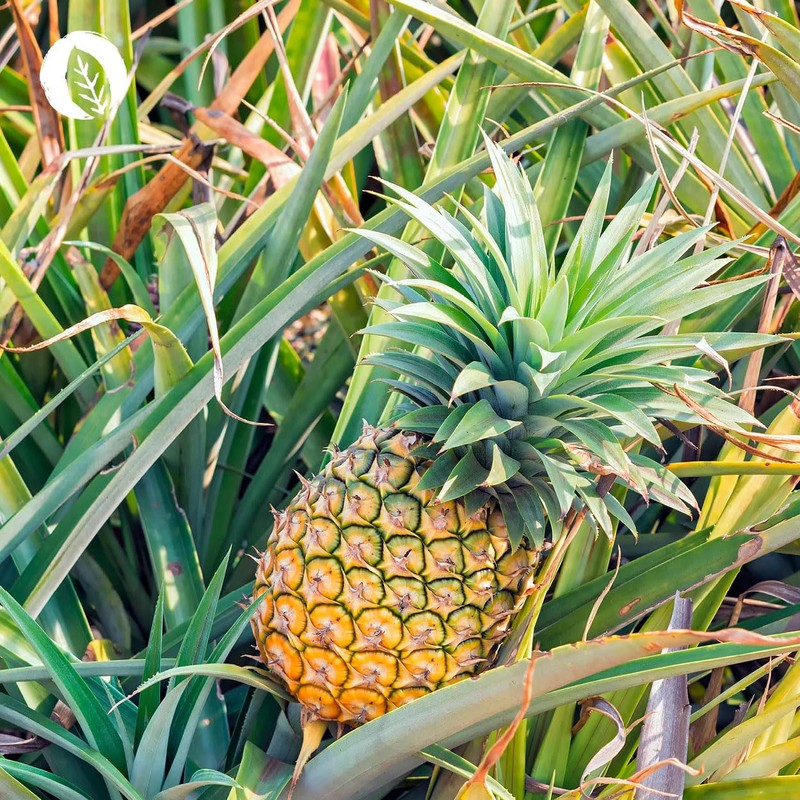 InnoNature Bromelain Capsules | Natural from Pineapple Extract | 120