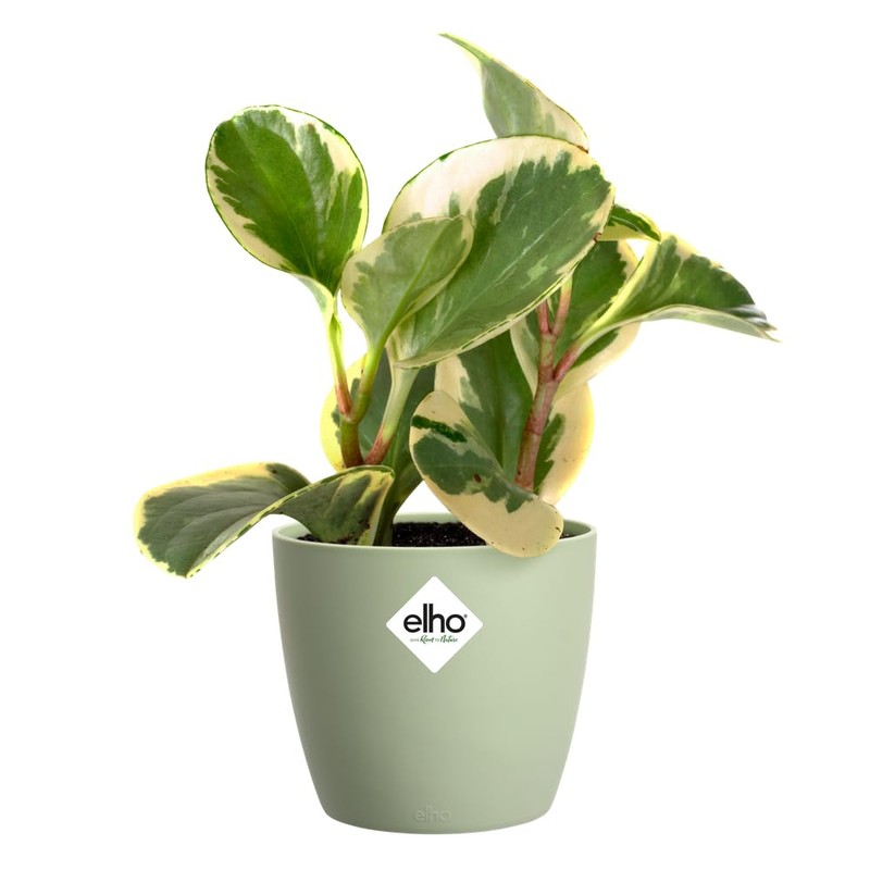 elho Brussels Round 14 - Flower Pot for Indoor -