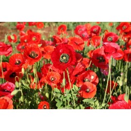 The Gardening World Red Corn Poppy Flower Seed Papaver rhoeas Great Pollinator 4000 to 198,000 SEEDS - 4000 Seeds