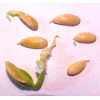 PACOS CANTALOUPE SWEETEST MELON WORLD KNOWN 300 SEEDS PECOS CANTALOUPE