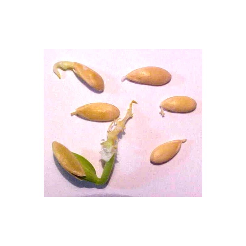 PACOS CANTALOUPE SWEETEST MELON WORLD KNOWN 300 SEEDS PECOS CANTALOUPE