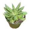 4-Inch Rooted Gasteria Pillansii Succulent Plant – Live Indoor Houseplant,