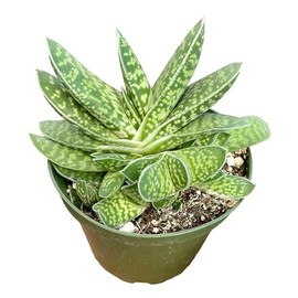 4-Inch Rooted Gasteria Pillansii Succulent Plant – Live Indoor Houseplant, Easy Care, Unique Decorative Plants for Home or Office