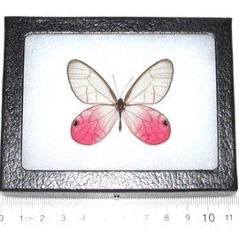 BicBugs Cithaerias merolina Real Framed Butterfly Pink Clear Wing Peru