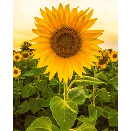 Sunflower Grow Kit with Mammoth Flower Seeds for Planting!