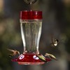 More Birds Bird Health+ Big Gulp Hummingbird Feeder, Glass Hummingbird