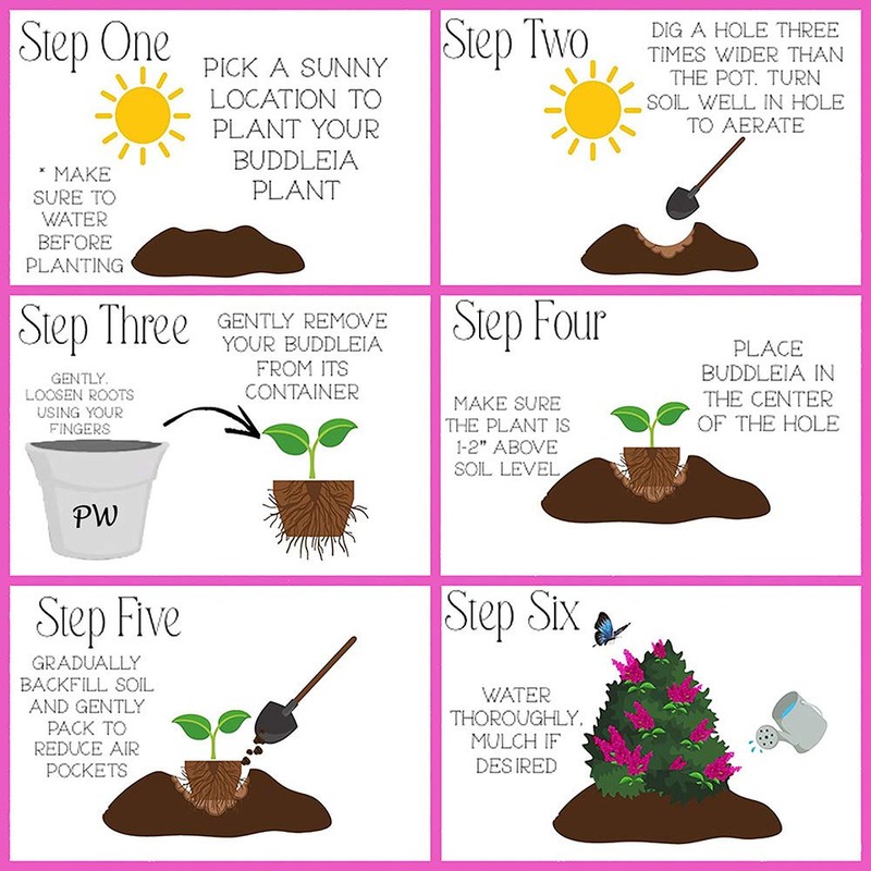 Proven Winner Miss Molly Buddleia 2 Gal, Pink and Red