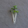 Mountain Valley Seed Co Broccoli Microgreens Seeds 1 Lb ~16,000