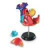 Learning Resources Modelo Del Corazón 4d