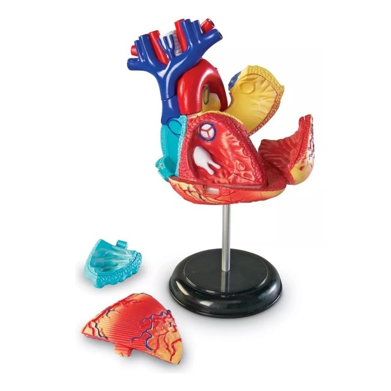 Learning Resources Modelo Del Corazón 4d