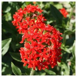 Everwilde Farms - 1 Lb Maltese Cross Wildflower Seeds - Gold Vault