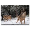 Wolves, Wild Spirits (Wall Calendar 2026 DIN A3 Landscape), CALVENDO