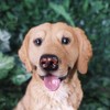 Vivid Arts - Golden Retriever - XRL-GR03-D