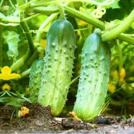 TomorrowSeeds - National Pickling Cucumber - 50+ Count - Specially Bred Best Producer Gherkins Pickles Cucumbers Vegetable Seeds Heirloom Fresh for 2025