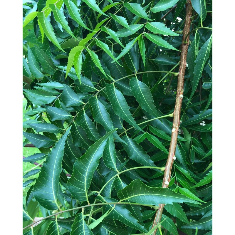 Fresh 200-220 Organically Grown Fresh Neem leaves, Azadirachta Indica, Nimba,