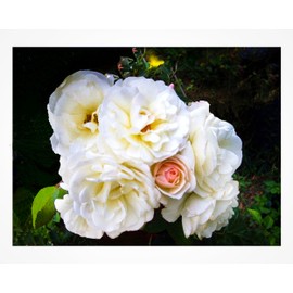 Prom Queen Old Garden Antique Own Root Climbing Rose Double White Repeat Bloomer Starter Size Emerald TM