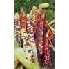 TomorrowSeeds - Painted Mountain Ornamental Corn (USDA Organic) Seeds -