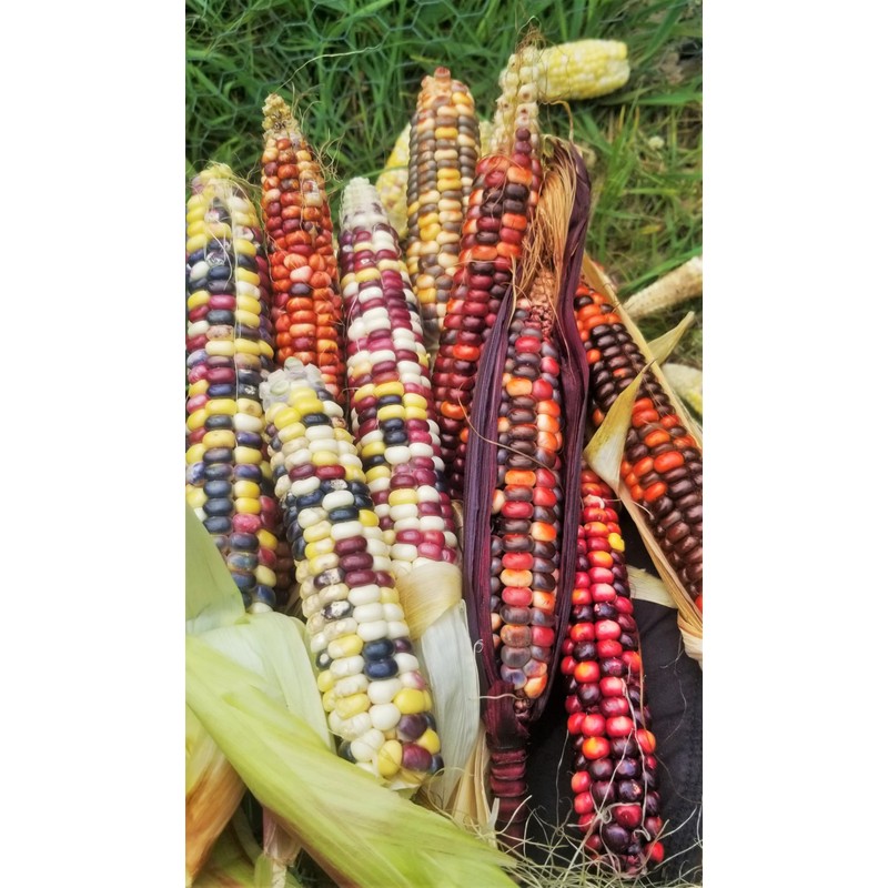 TomorrowSeeds - Painted Mountain Ornamental Corn (USDA Organic) Seeds -