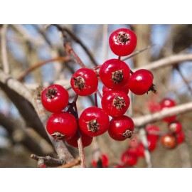live plant 1 year old Washington hawthorn (Crataegus phaenopyrum) plant 6-12” tall