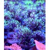 coralSLover Live Saltwater Coral Frag - Green Star Polyps