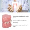 Demonstration Orthodontics Dental Model Disassembled Resin Teeth Model for Teaching