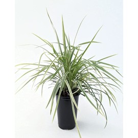 Aztec Grass - 12 Live Quart Size Plants - Variegated Liriope - Ophiopogon Intermedius Argenteomarginatus