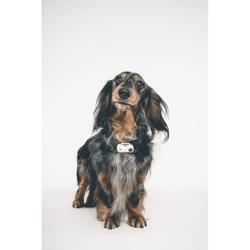 TICKLESS Other Black Dog