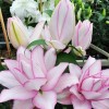 Danny Pleasant Gardens ANOUSKA ROSE LILY FLOWER BULBS HARDY 2