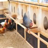 Chicken Coop Cooling System for Poultry - Pre-Installed No Leakage