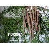 Southern Seeds Moringa - 10 Seeds - Heirloom Tree, Medicinal