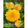 TeeLux Dandelion Root Tea Bags, Premium Raw Dandelion Root Tea,