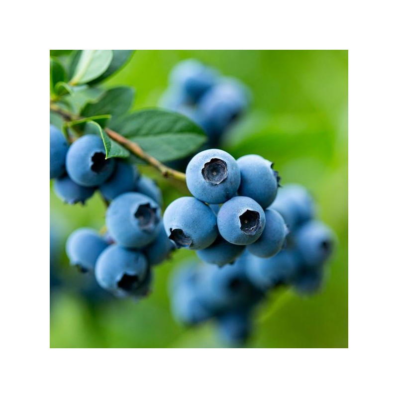 NS Home Shopping 빌베리 아이비전 100 60정 2통[35394296] Bilberry Eye