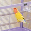 Pet Products Clear View Glass Bird Cage Crystal Palace for