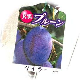 Prune Seedling Baylor, 5.3 inches (13.5 cm) Pot Seedling, Prune Seedling