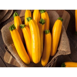 Southeast Seeds Golden Zucchini Summer Squash Seeds, Goldmine Zucchini, NON-GMO, FREE SHIPPING - 30 Seeds