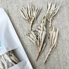 Sage White Sage Incense (Sage 1.2 oz (35 g) +