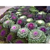 RAISE ME UP: Seeds Flowering Kale Mix Large Leaf Decorative