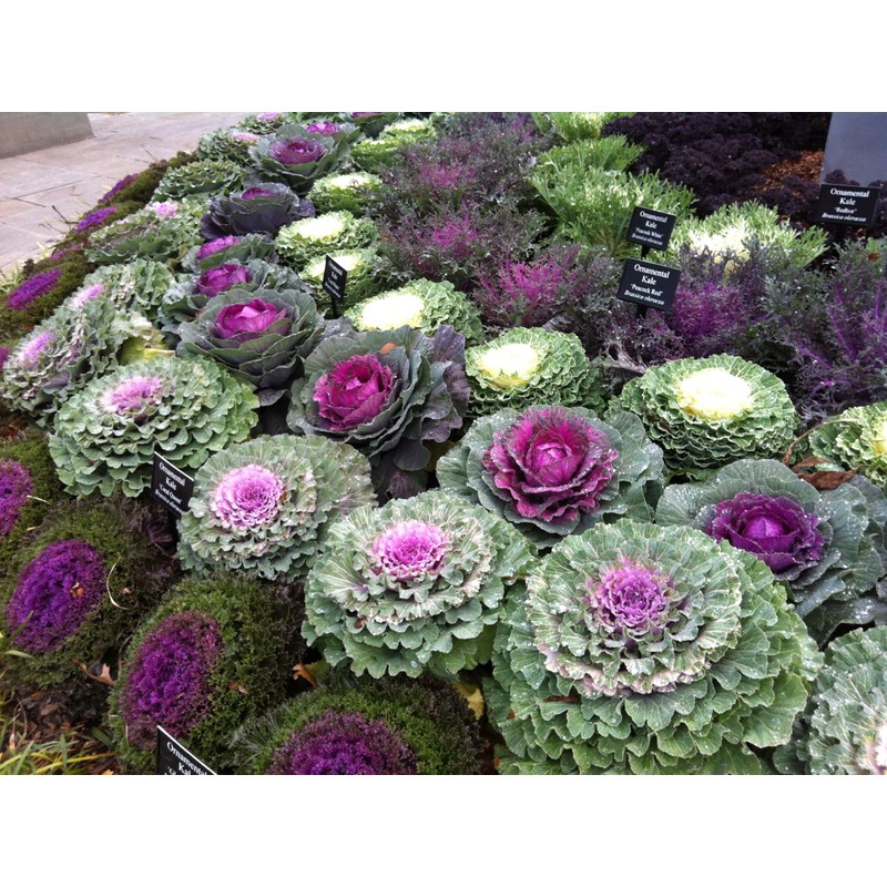 RAISE ME UP: Seeds Flowering Kale Mix Large Leaf Decorative
