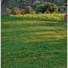 Mountain View Seeds Natures Own Shady Mix Grass Seed, 8-pounds