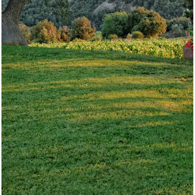Mountain View Seeds Natures Own Shady Mix Grass Seed, 8-pounds