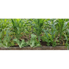 Mustard 600+ Chinese Mustard Green Seeds / Cải Tiều Xại for 2025 season . US Seller