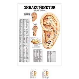 Ear Acupuncture Mini poster Anatomy 34x24 cm Medical Teaching Medium