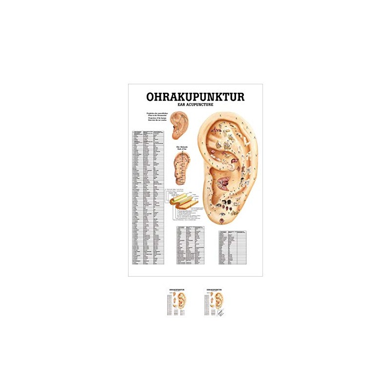 Ear Acupuncture Mini poster Anatomy 34x24 cm Medical Teaching Medium