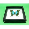 asiahouse24 A Real Exotic Prepared Butterfly in Picture Frame Wall