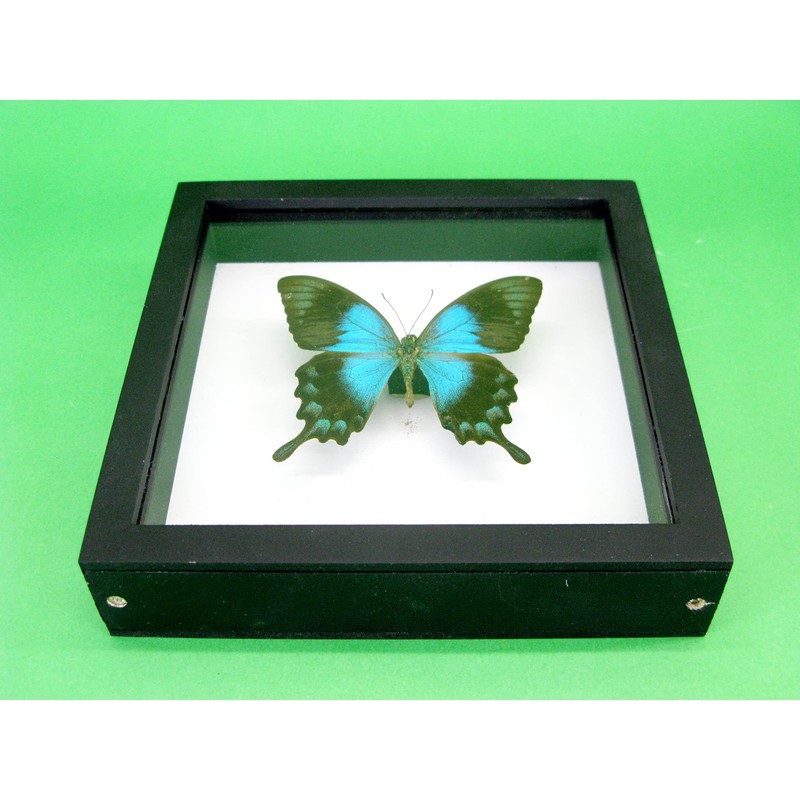 asiahouse24 A Real Exotic Prepared Butterfly in Picture Frame Wall