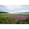 Fireweeds Herb (Epilobium Angustifolium L. - Epilobium Angustifolium Herba) Health