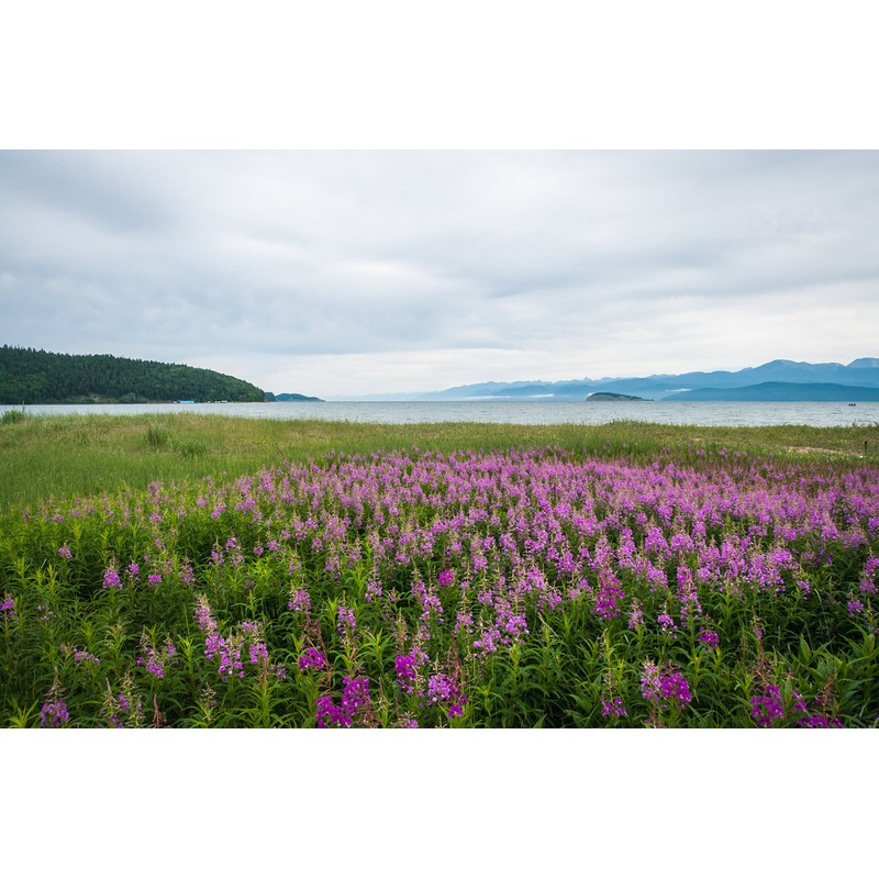 Fireweeds Herb (Epilobium Angustifolium L. - Epilobium Angustifolium Herba) Health