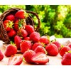 300 Pcs Strawberry Seeds Planting for Outdoor Indoor